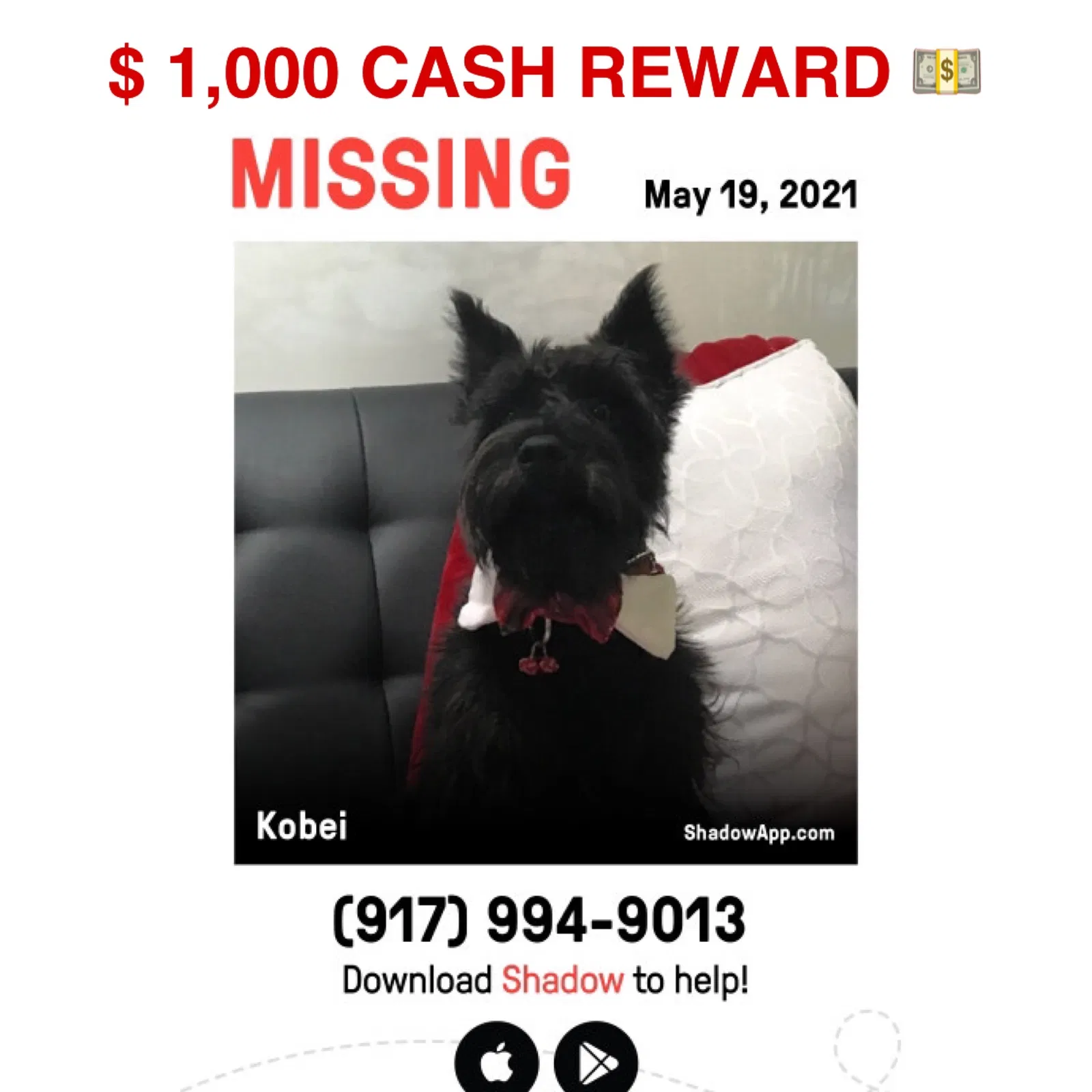 Lost dog in Jamaica, NY, 11434