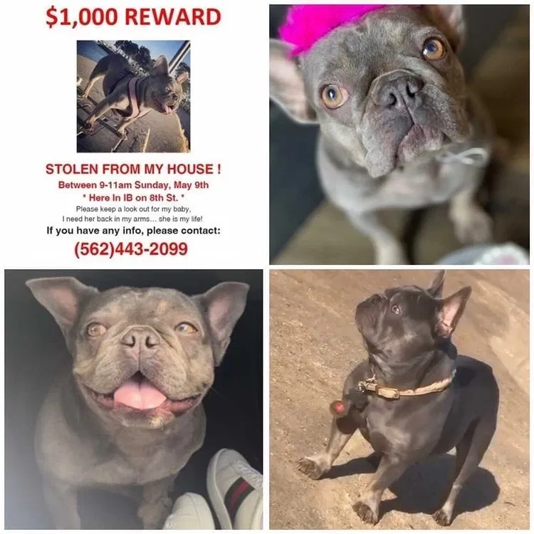 Lost dog in Imperial Beach, CA, 91932