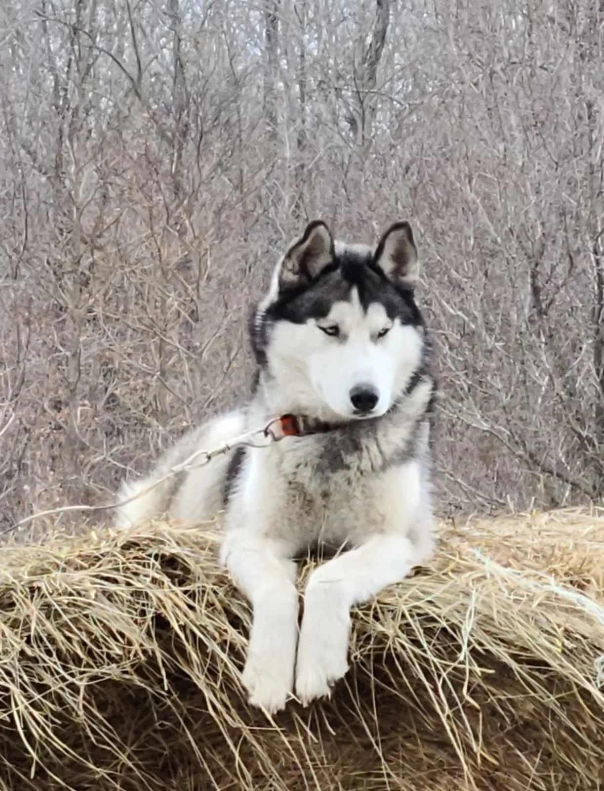 Lost dog in Saint James, MO, 65559
