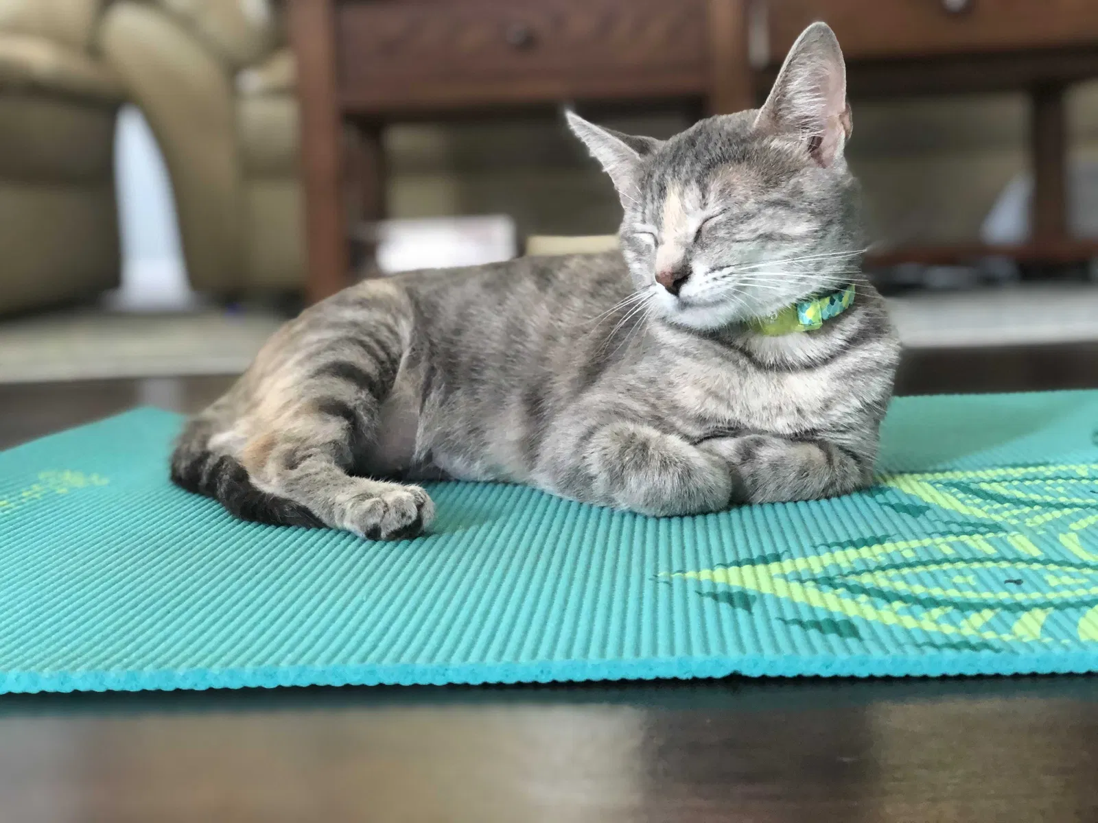 Lost cat in Maple Lake, MN, 55358