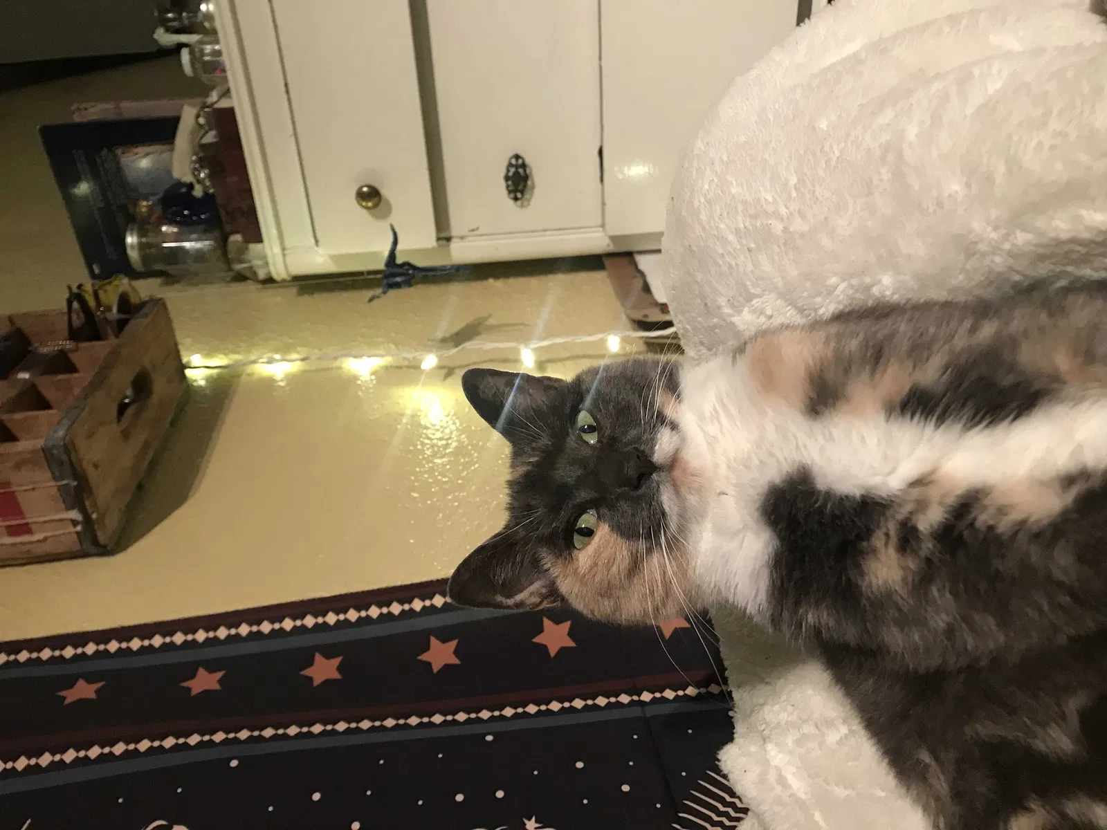Lost cat in Eugene, OR, 97404