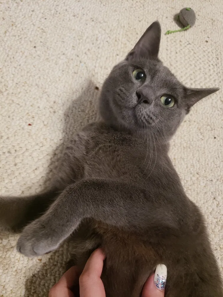 Lost cat in Ooltewah, TN, 37363