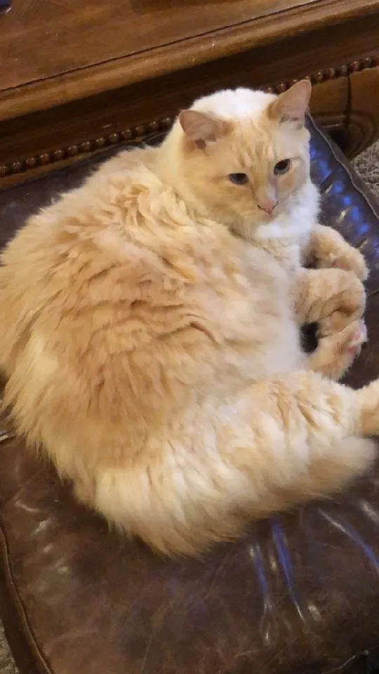 Lost cat in Silver Spring, MD, 20916