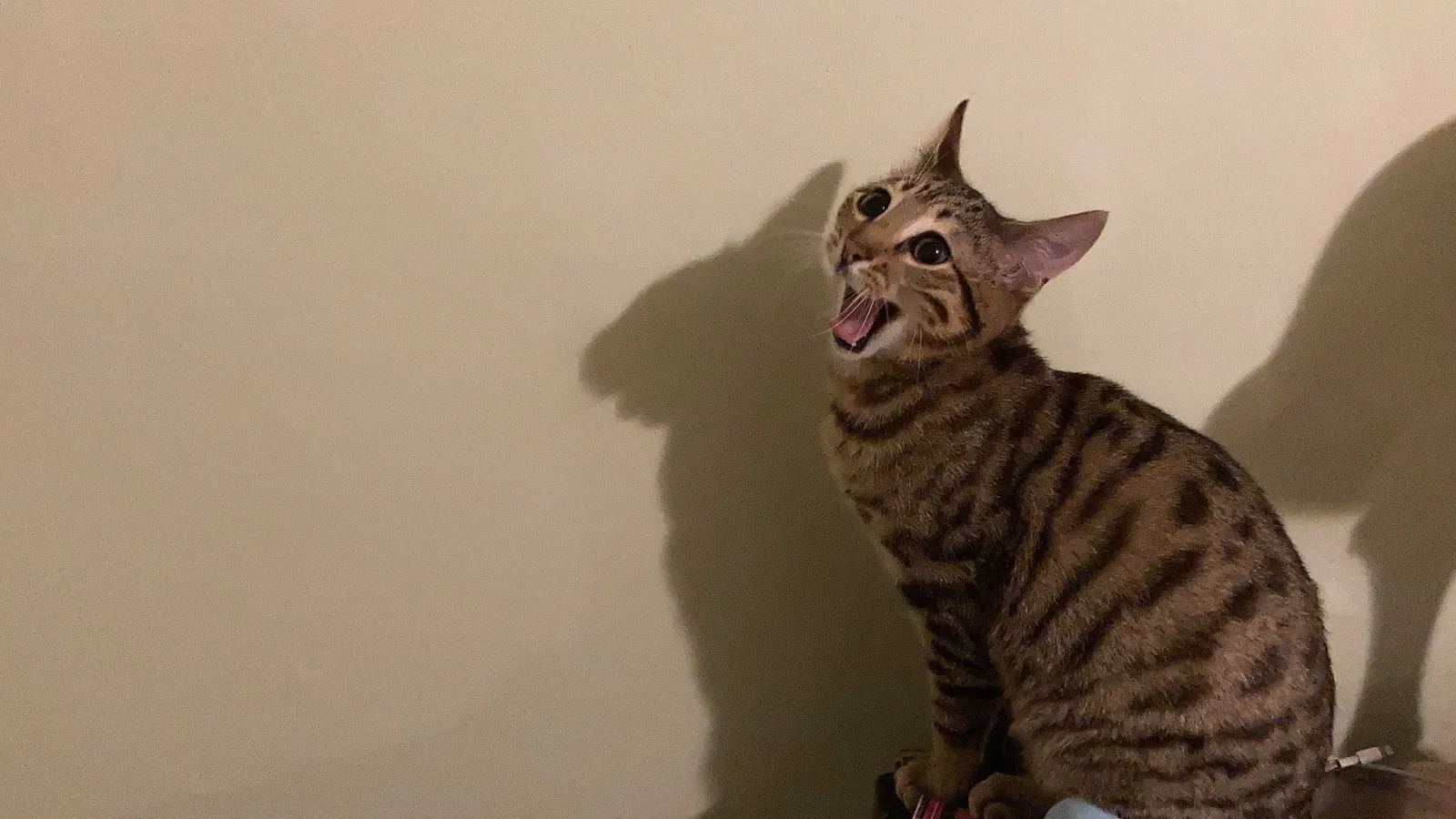 Lost cat in North Granby, CT, 6060