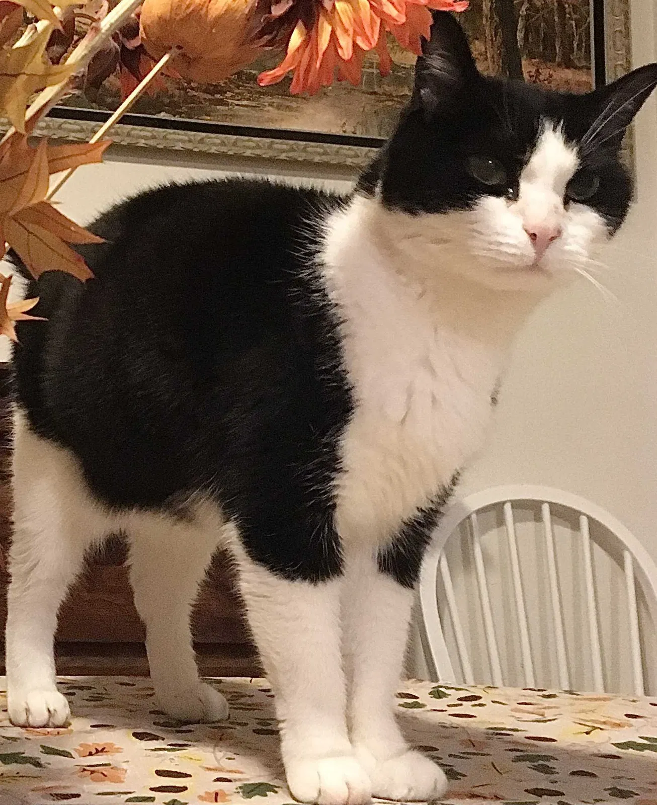 Lost cat in Vancouver, WA, 98660