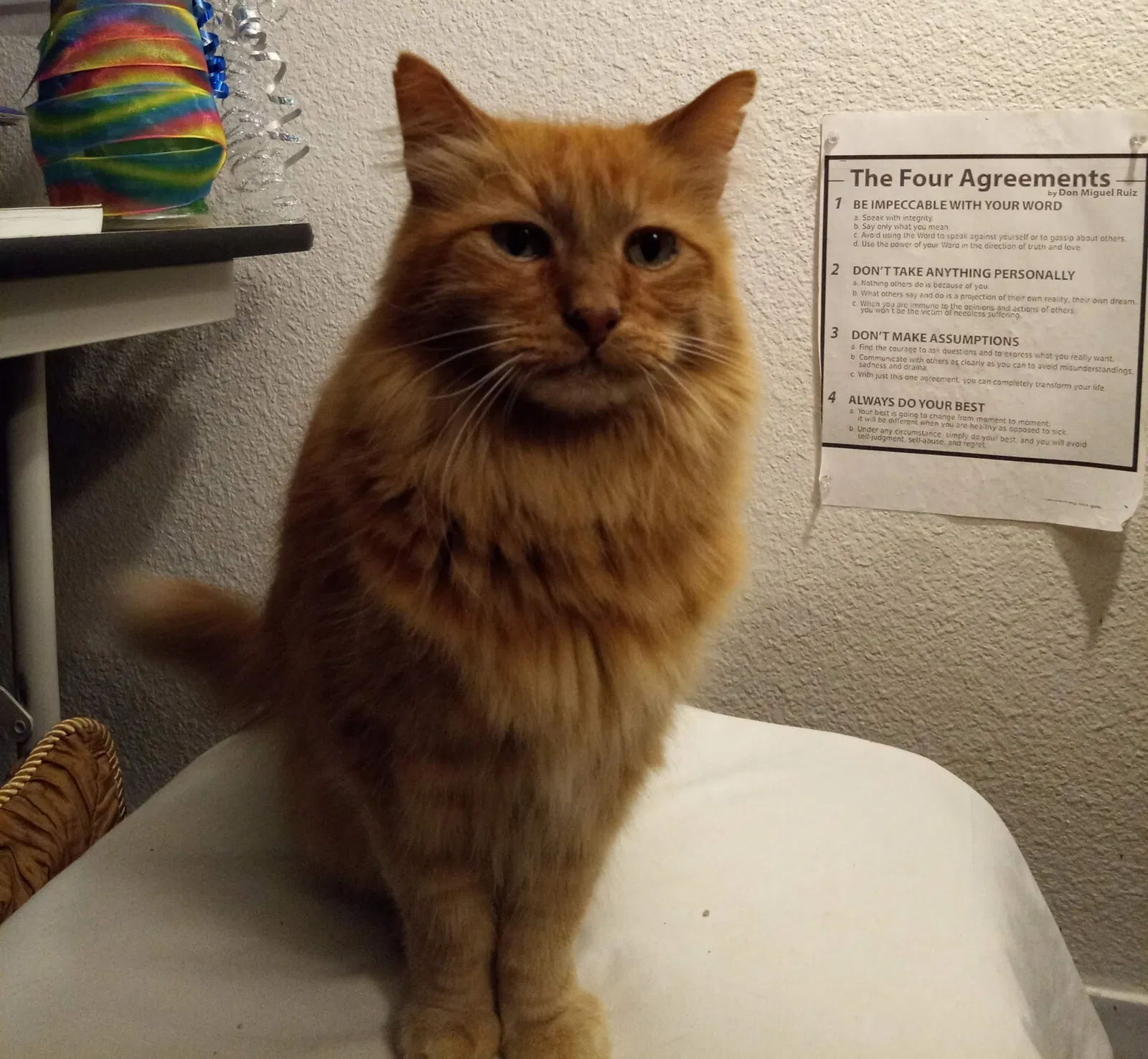 Lost cat in Eugene, OR, 97401