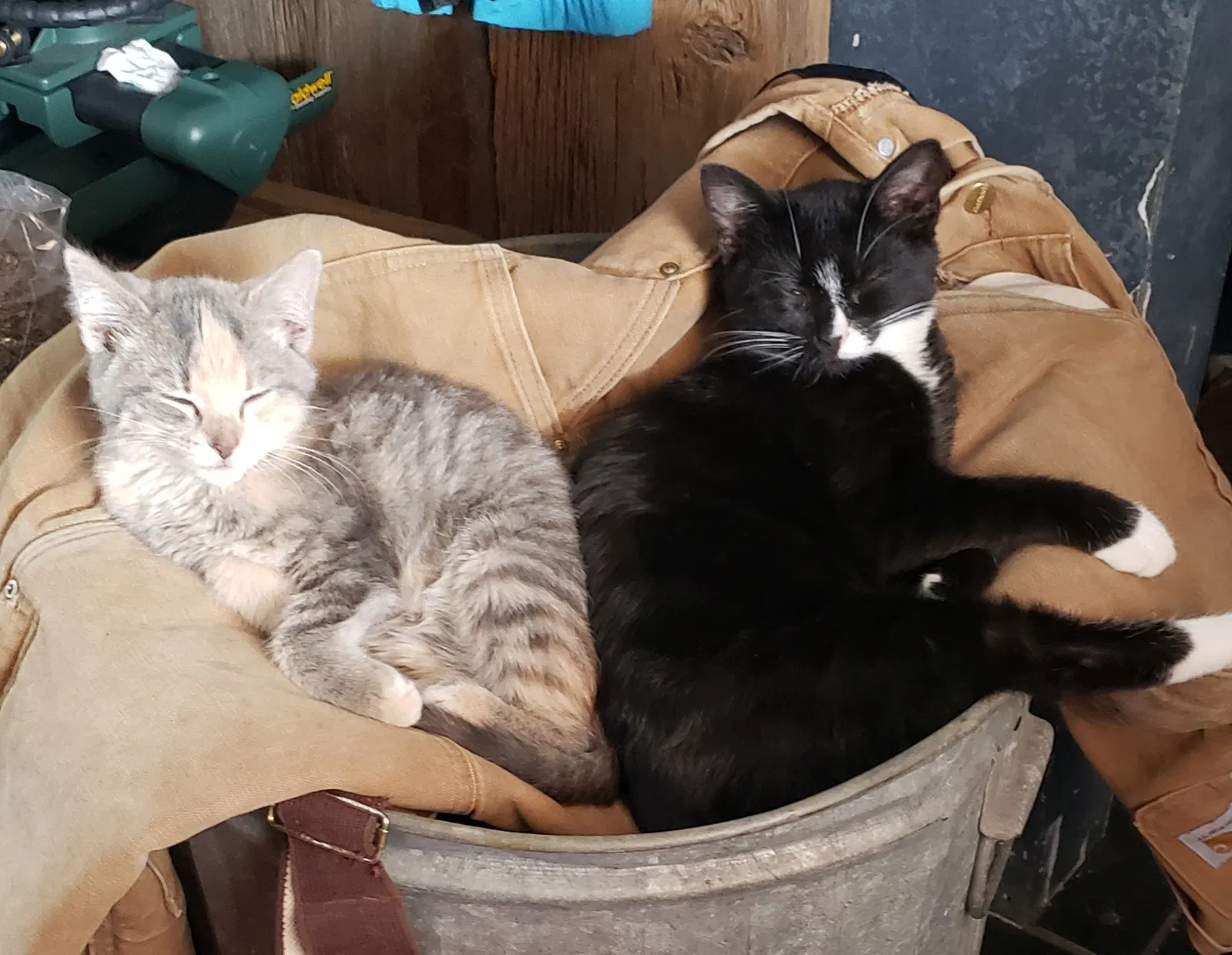 Lost cat in Marshall, MI, 49068