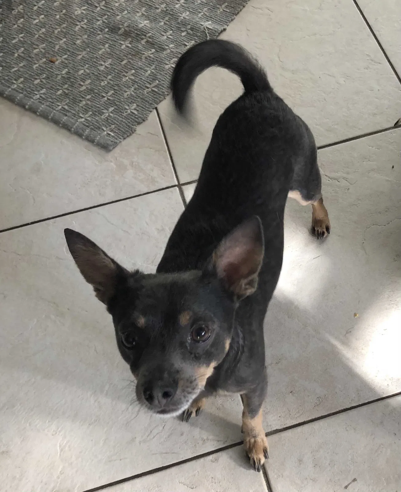 Lost dog in San Diego, CA, 92109