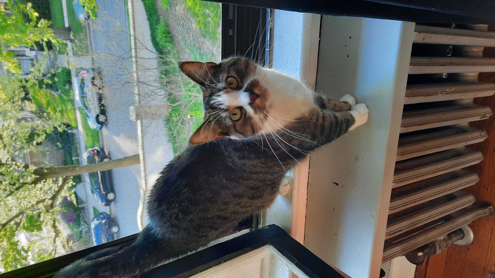 Lost cat in Grand Rapids, MI, 49503