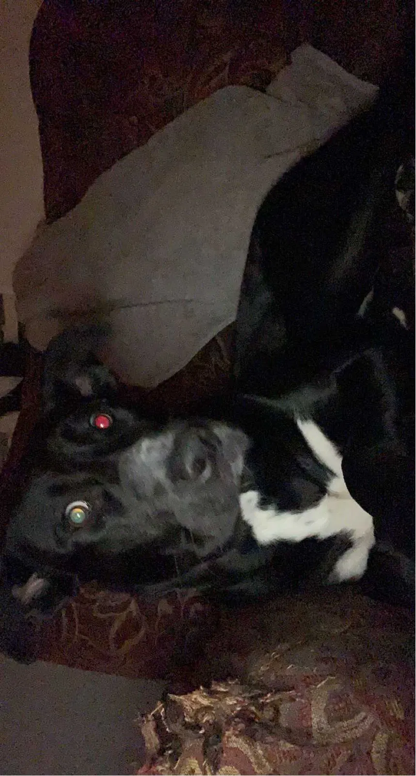 Lost dog in Keller, TX, 76244