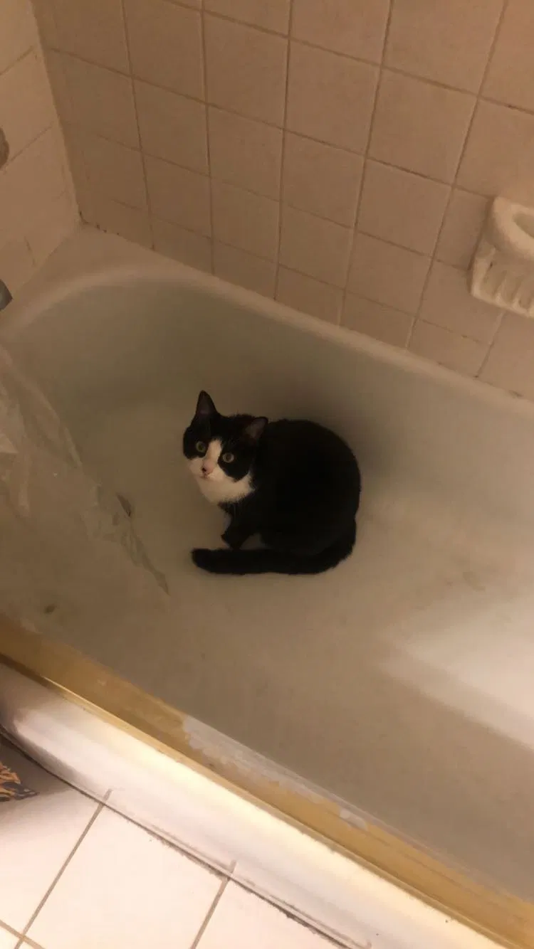 Lost cat in Henrico, VA, 23229