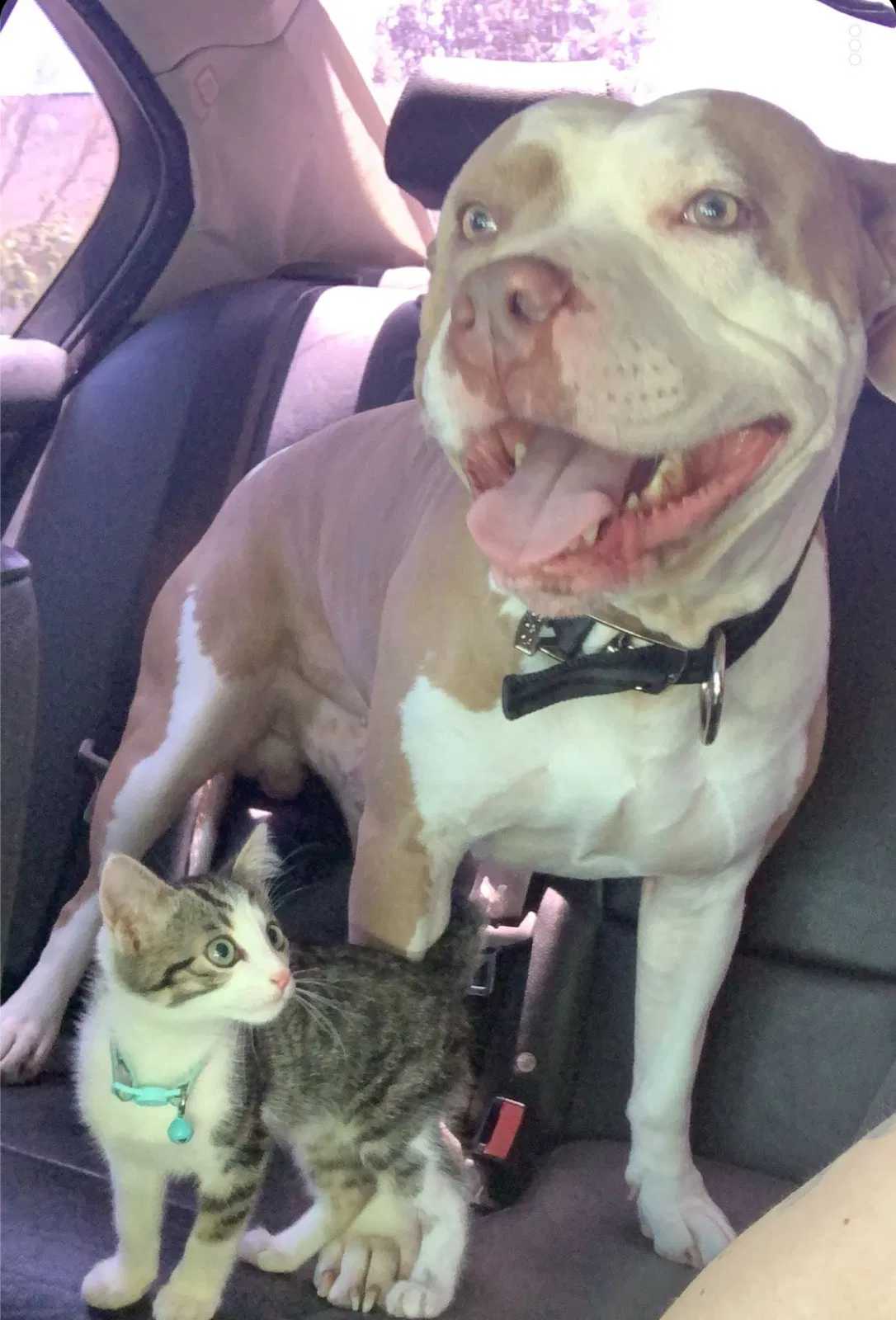 Lost dog in Santa Rosa, CA, 95401