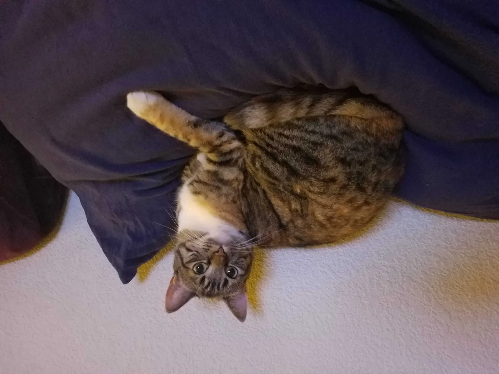 Lost cat in Reno, NV, 89521