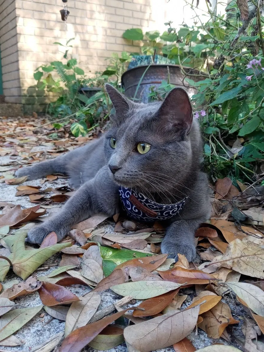 Lost cat in Plant City, FL, 33566