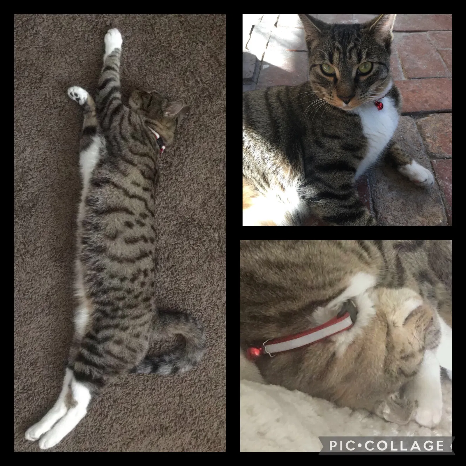 Lost cat in Chula Vista, CA, 91911