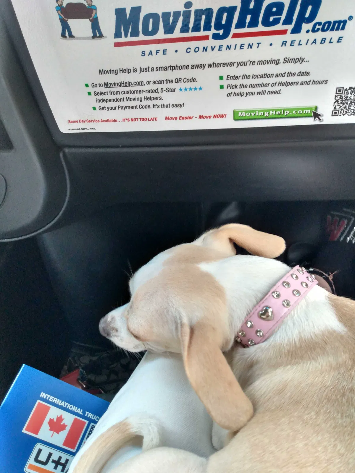 Lost dog in Unknown, TN, 0