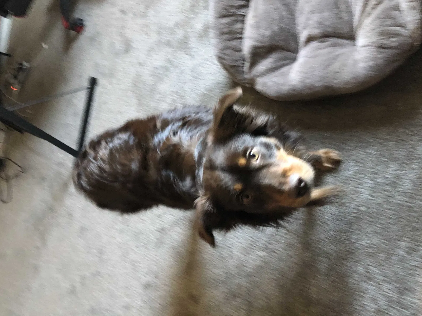 Lost dog in Marysville, OH, 43040
