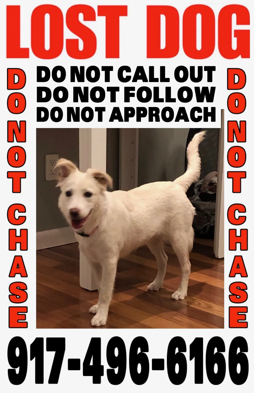 Lost dog in Jersey City, NJ, 7310