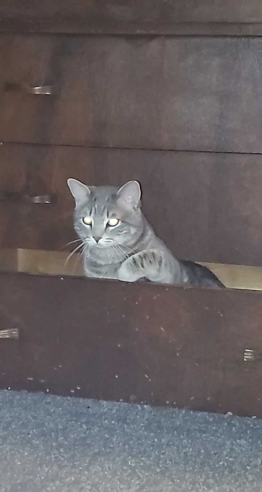Lost cat in Dundas, MN, 55019