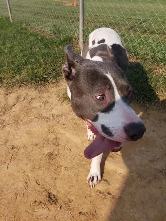 Lost dog in Oak Grove, KY, 42262