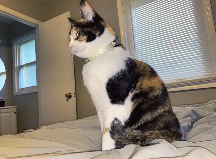 Lost cat in Kansas City, KS, 66104
