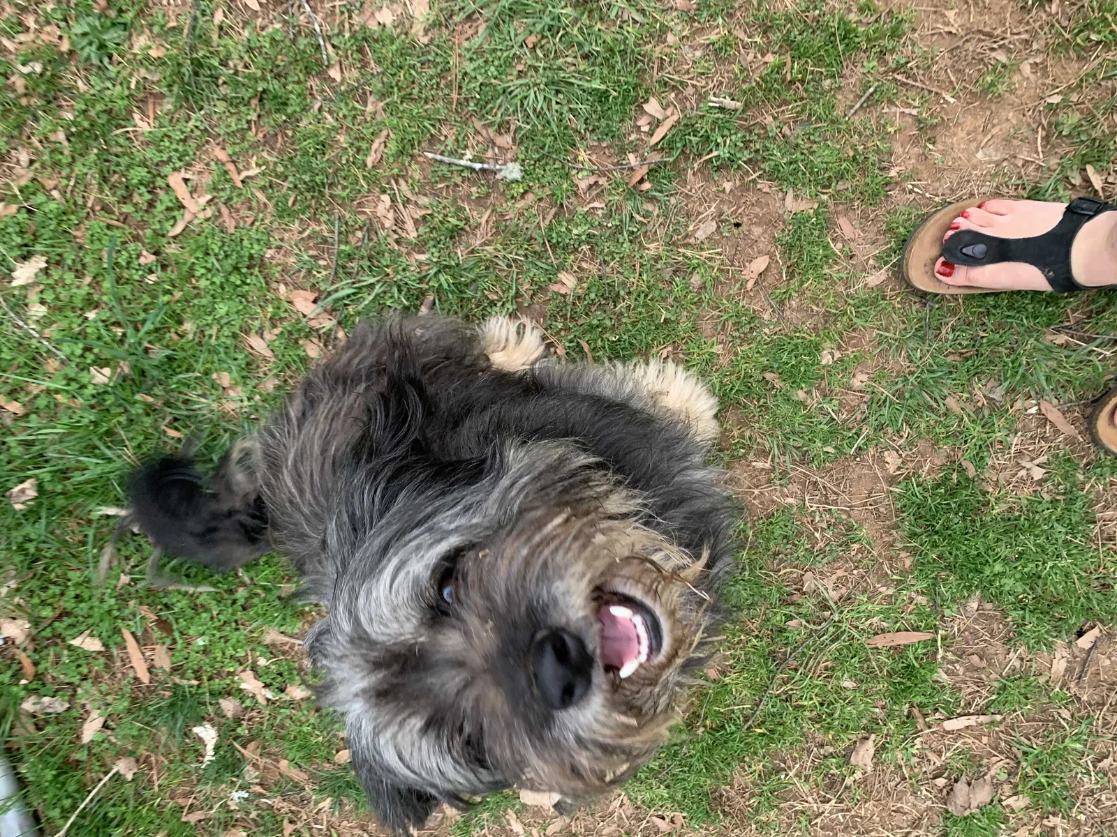 Lost dog in Salisbury, NC, 28146