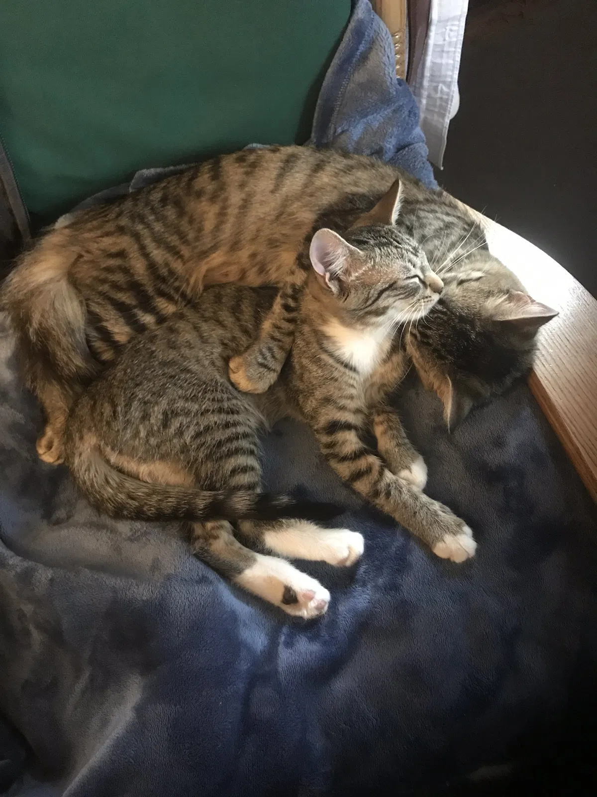 Lost cat in Chesapeake, VA, 23322