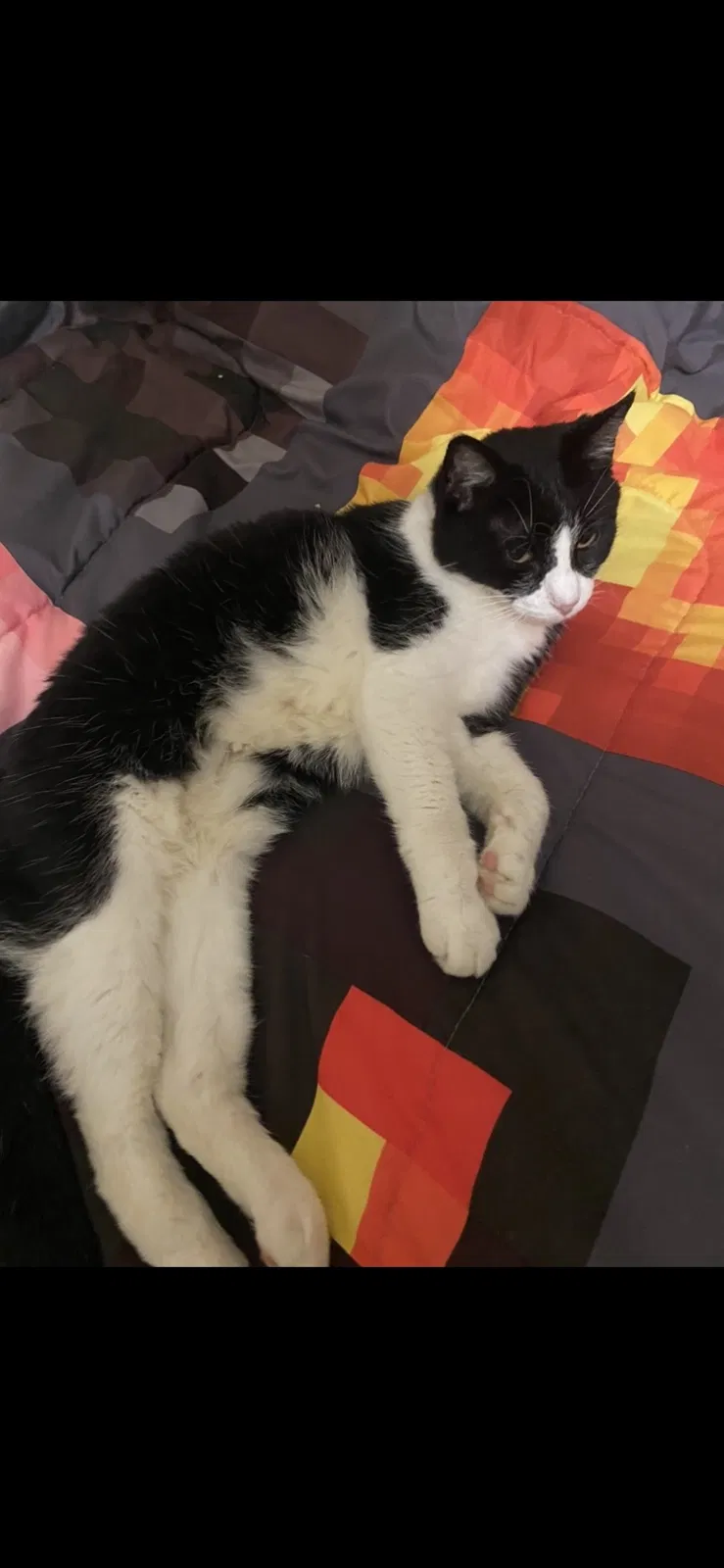 Lost cat in Justin, TX, 76247