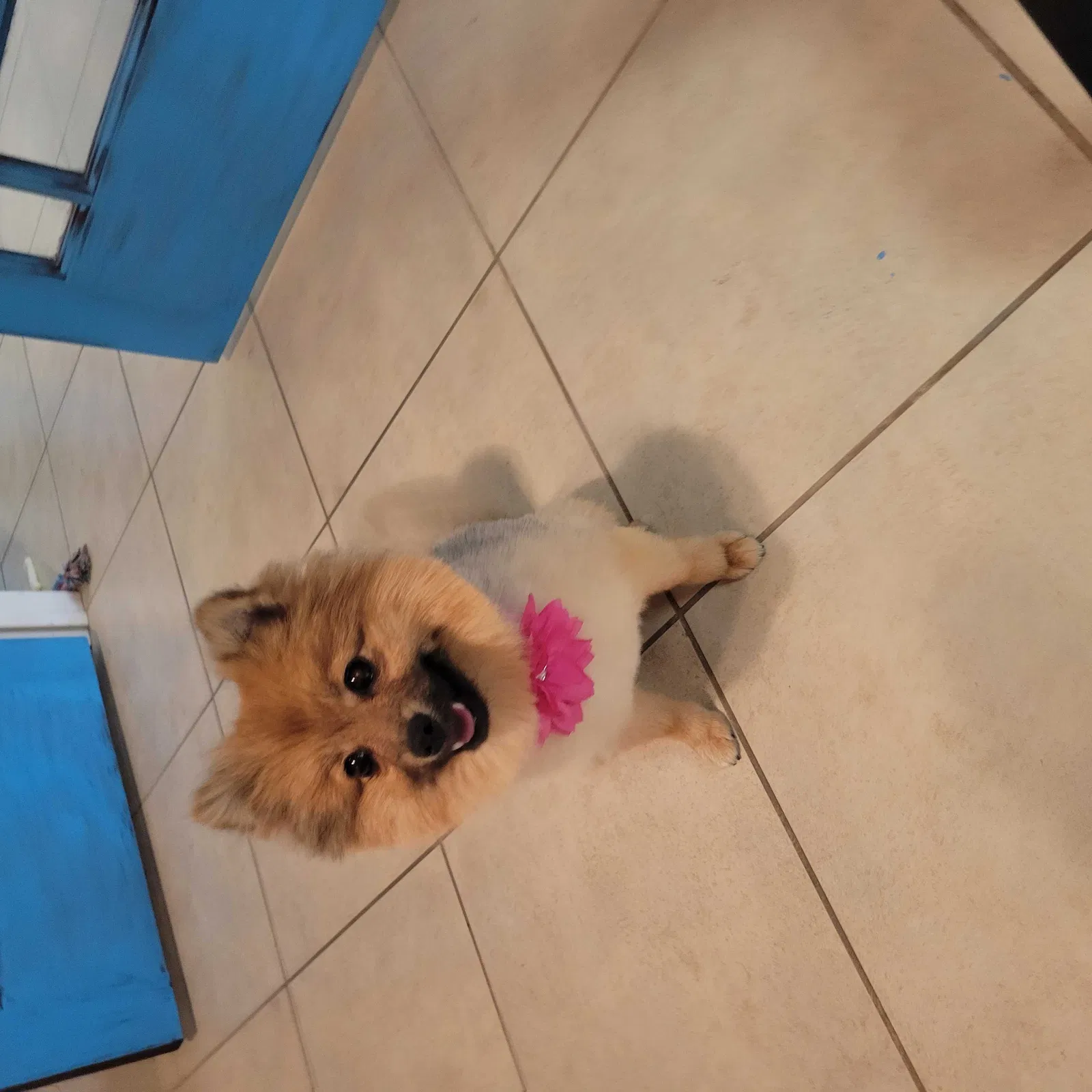 Lost dog in Tucson, AZ, 85746