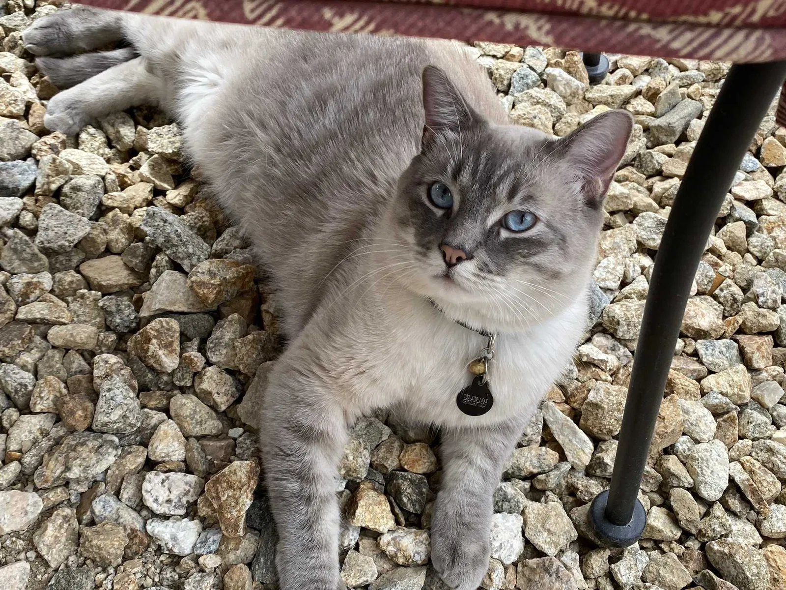 Lost cat in Las Vegas, NV, 89178