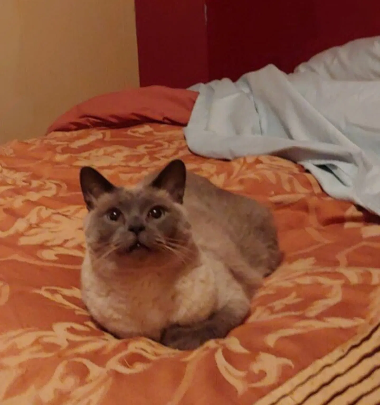 Lost cat in Findlay, OH, 45840