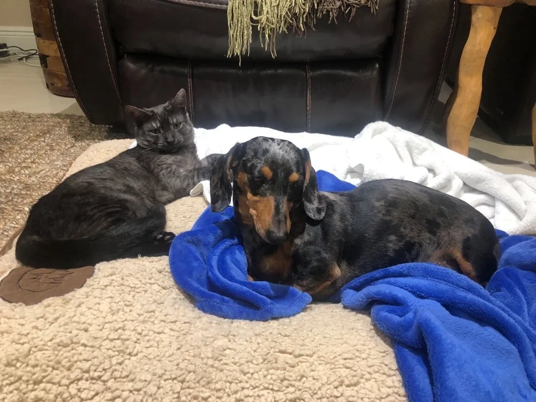Lost cat in Fort Lauderdale, FL, 33330