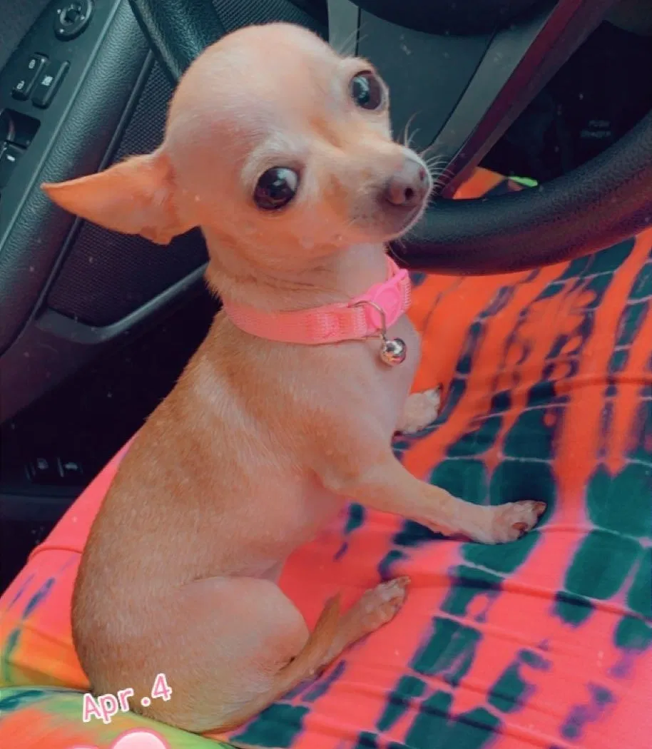 Lost dog in Dallas, TX, 75211