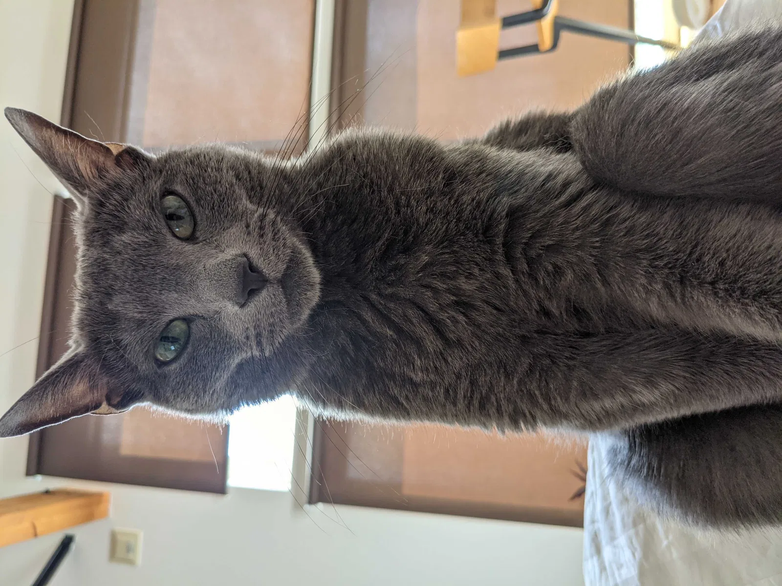 Lost cat in Tacoma, WA, 98466
