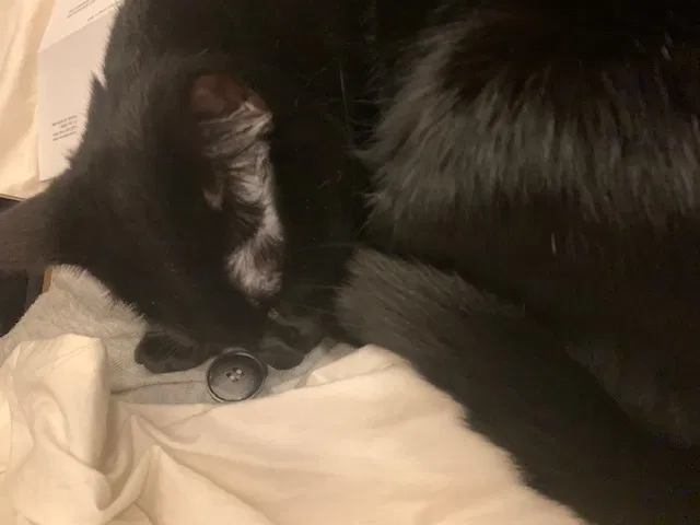 Lost cat in Falls Church, VA, 22042