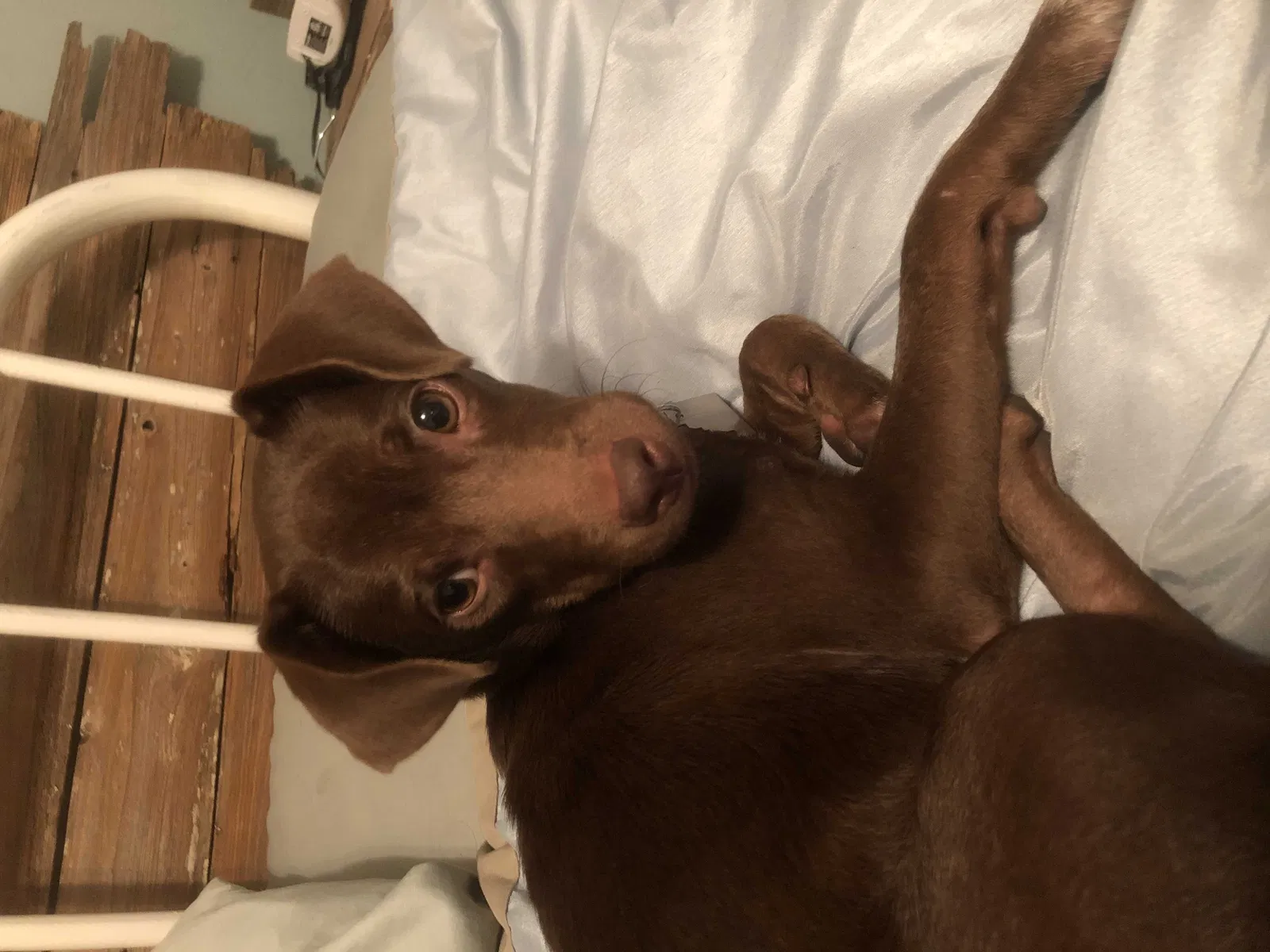 Lost dog in Winter Haven, FL, 33884