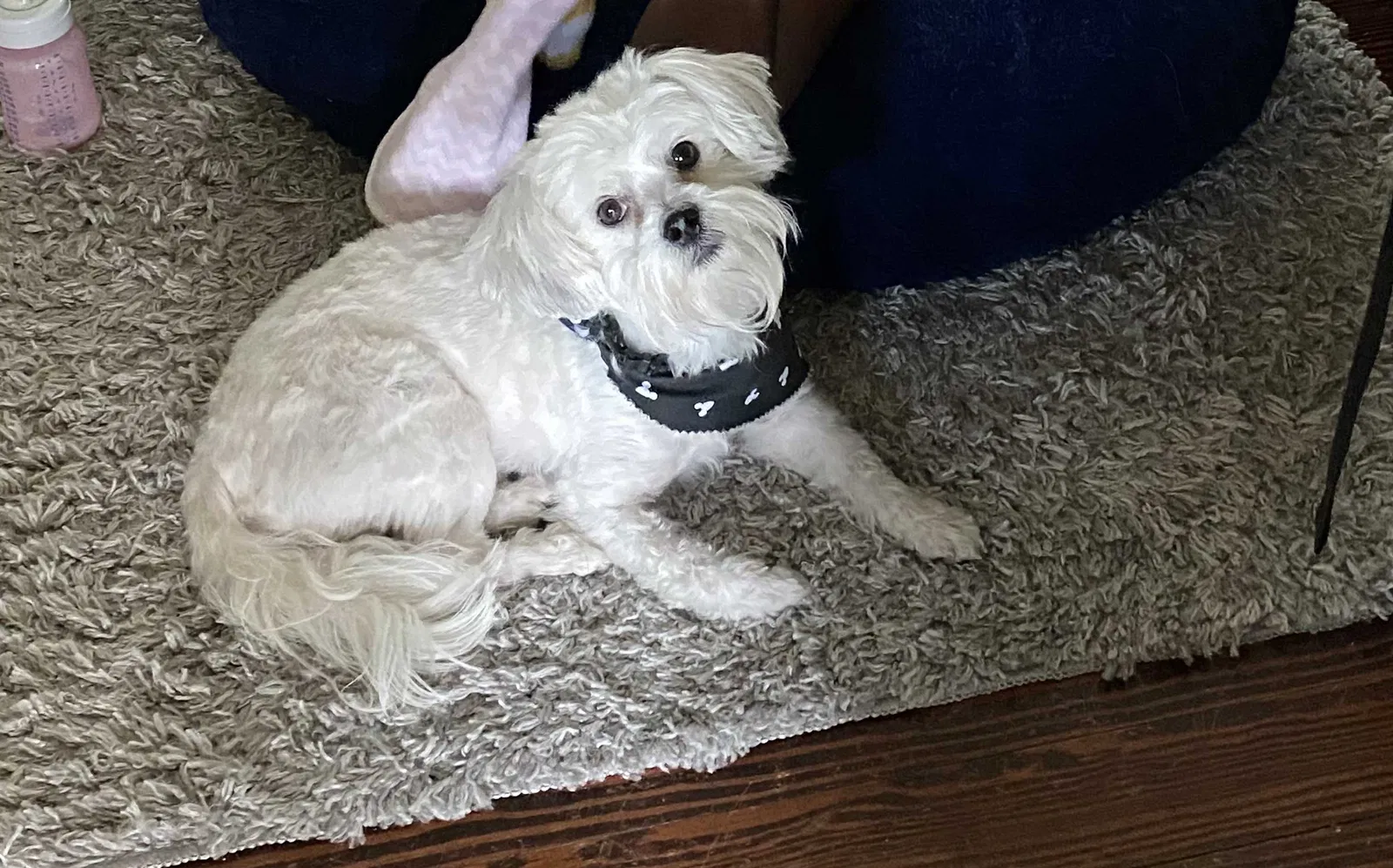 Lost dog in Cincinnati, OH, 45212