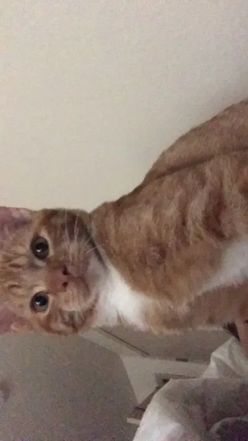 Lost cat in Vancouver, WA, 98661