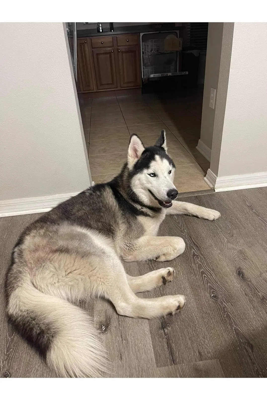 Lost dog in Unknown, FL, 34696