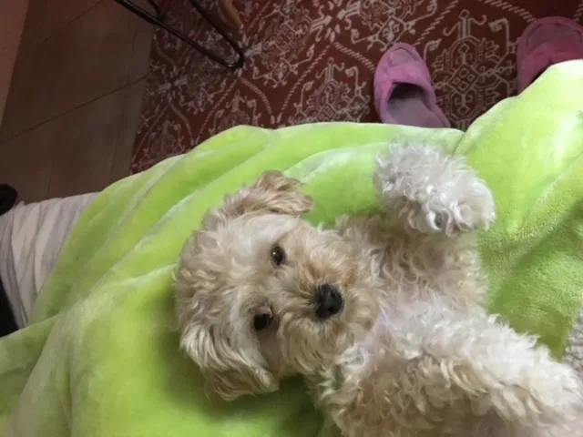 Lost dog in Chesapeake, VA, 23320