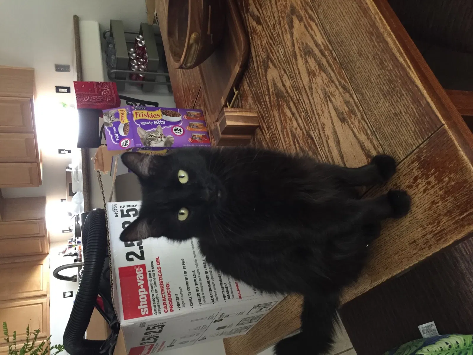 Lost cat in Simi Valley, CA, 93063