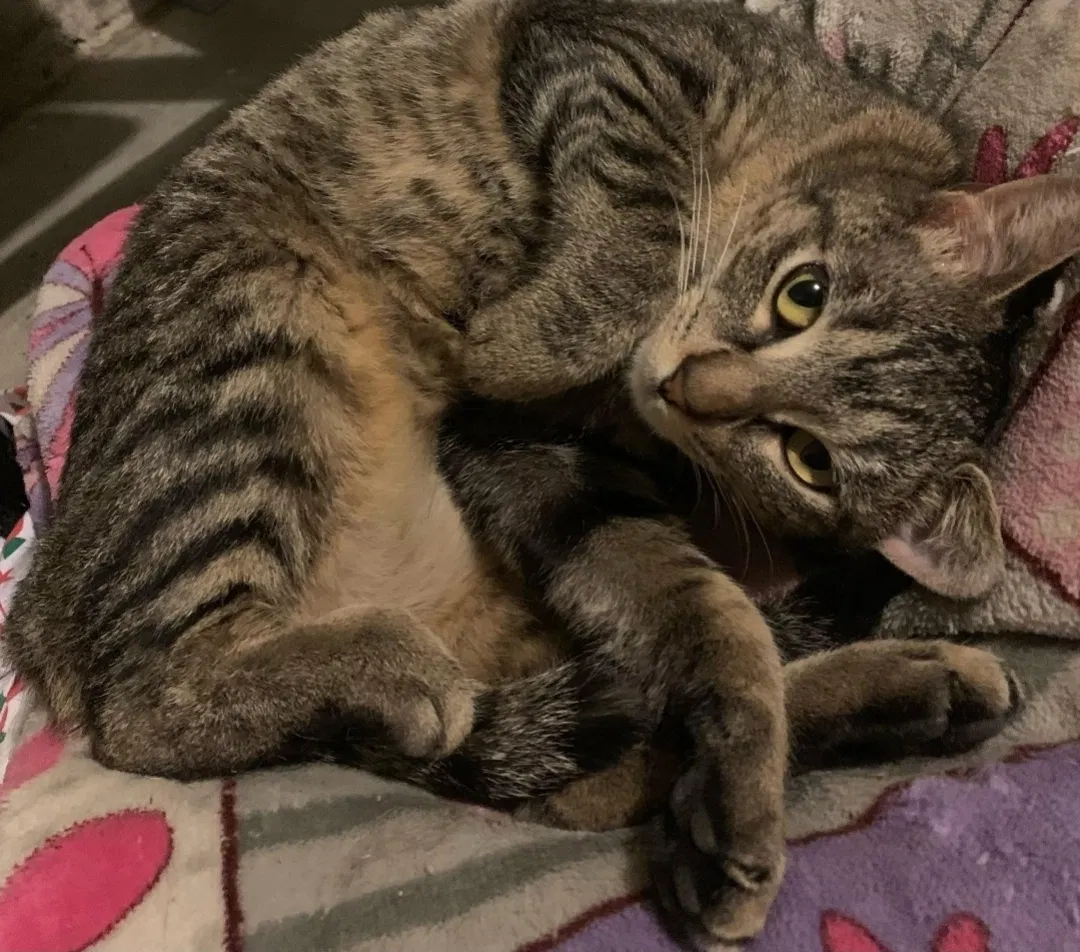 Lost cat in Anna, TX, 75409