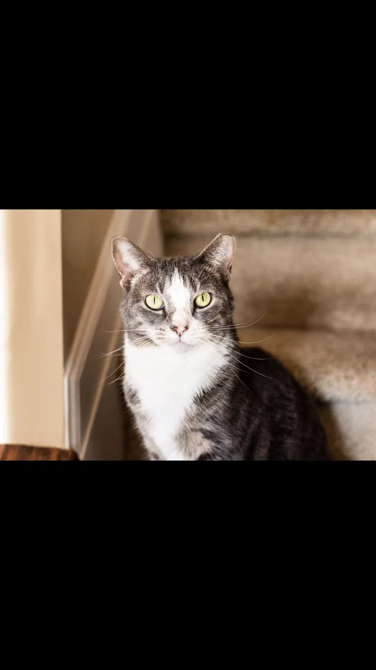 Lost cat in Whitsett, NC, 27377