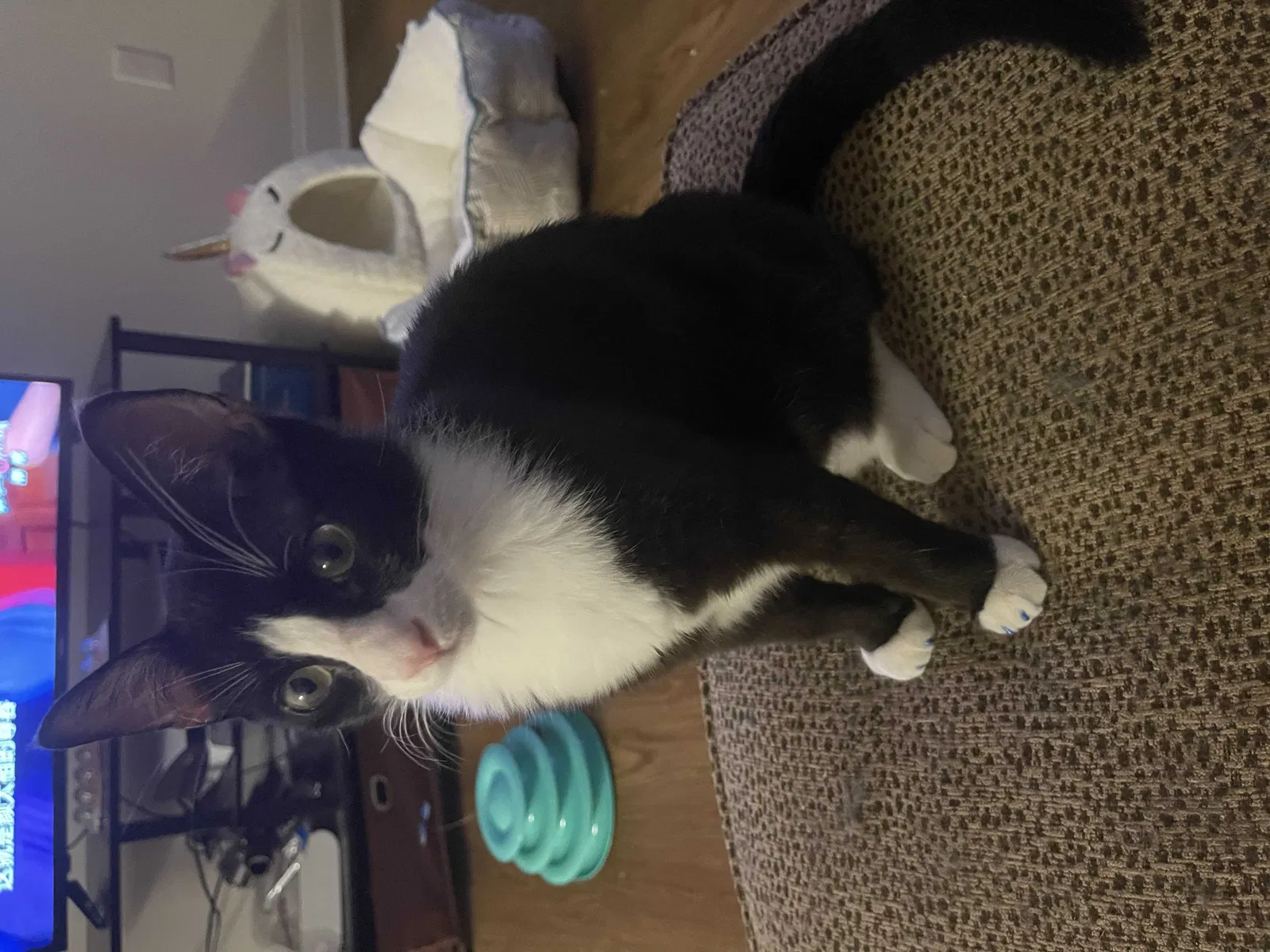 Lost cat in Greensboro, NC, 27408