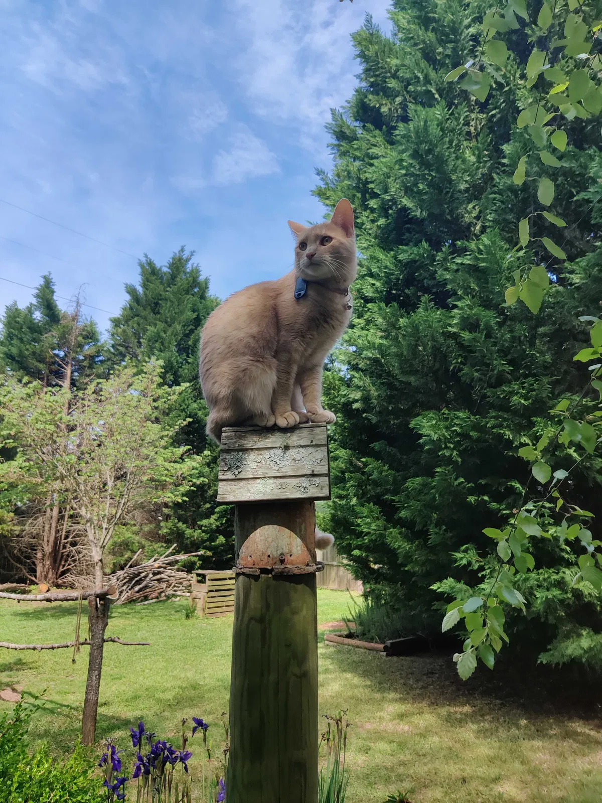 Lost cat in Mooresville, NC, 28117