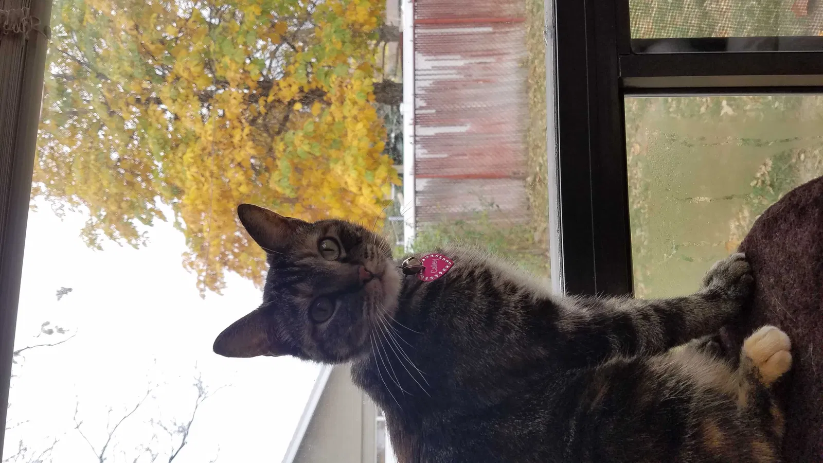 Lost cat in Hacienda Heights, CA, 91745