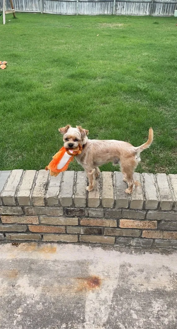 Lost dog in Maumelle, AR, 72113