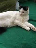 Lost cat in Vallejo, CA, 94591