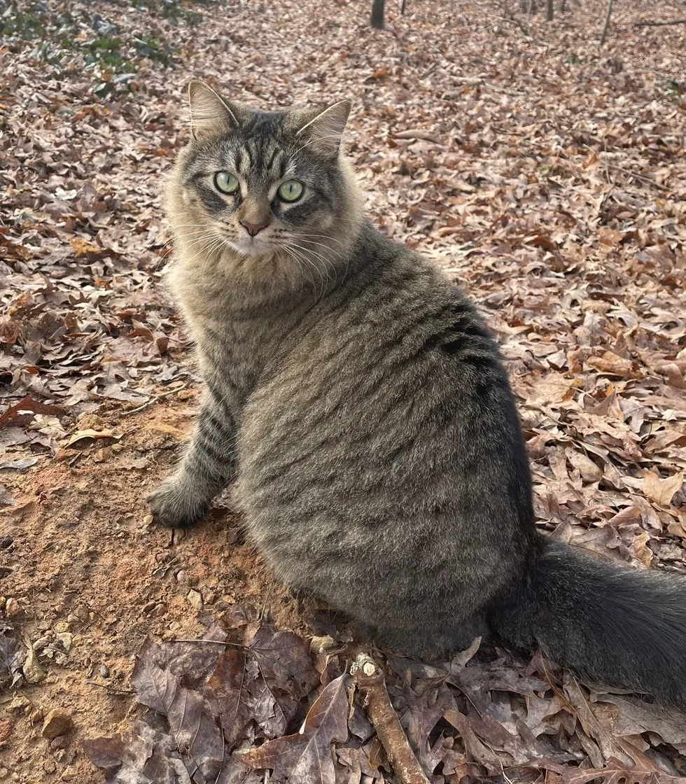 Lost cat in Pfafftown, NC, 27040