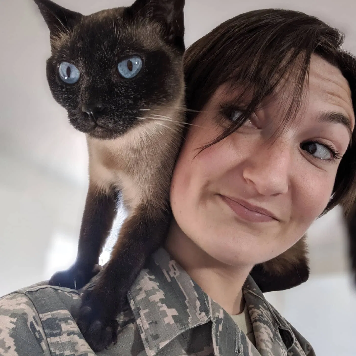 Lost cat in Whiteman Air Force Base, MO, 65305